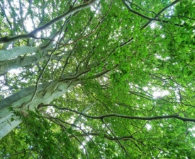 Looking up at the beech